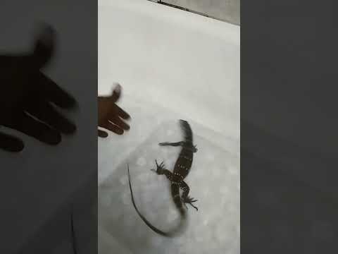 Nile monitor Care.#healthy #reptiles