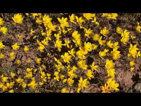 Flowers and pollinators of the Biedouw valley