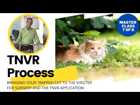 TNVR | Bringing Your Trapped Cat to the Shelter