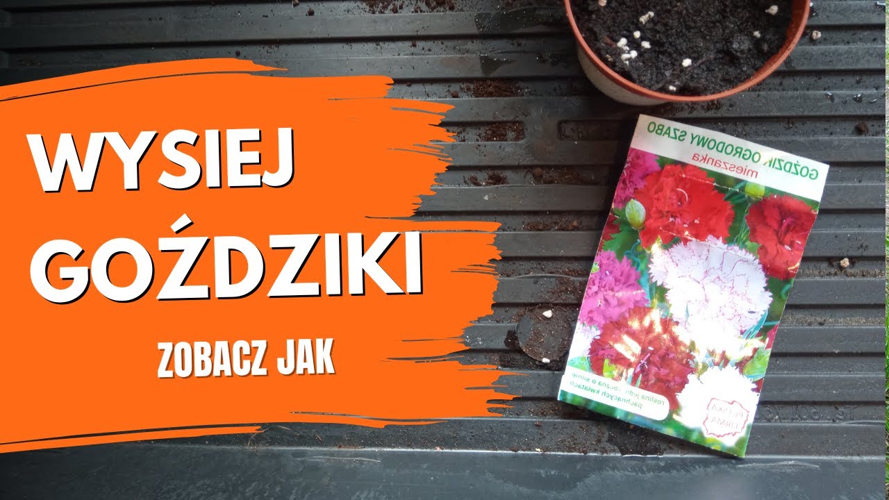 Jak siać goździki ogrodowe Siew goździków. Goździki – jak rosną Porady ogrodnicze