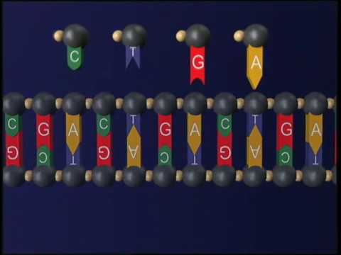 Image of Biotech Patent Attorney: DNA Language Analogy