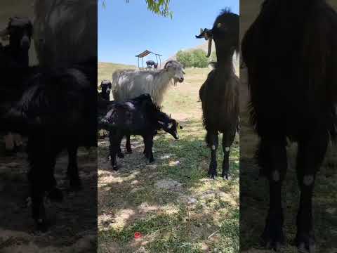 Videonun tamamı kanalımızda yayında 👇👇@kampseverailesi