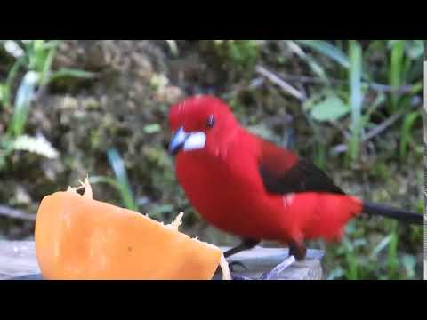 Tangara purpurová (Ramphocelus bresilius) — video o speve a chove