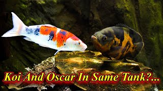 Can We Keep Koi And Oscar In Same Tank?.. Any Problems And Diseases In Tamil.. / Fish Aquarium Tamil