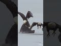 Bald Eagle DESTROYS another eagle and stomps on its chest over a spot at the dinner table!