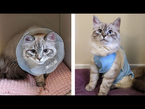 Cat Recovery Suit VS Cone