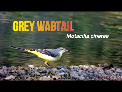 Trasochvost horský — pobeh po kameňoch a flycatcher lov vodného hmyzu