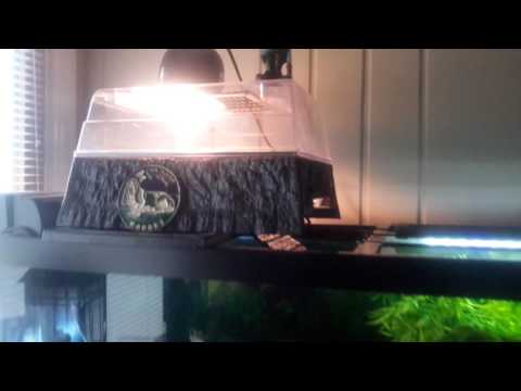75 gallon turtle tank setup
