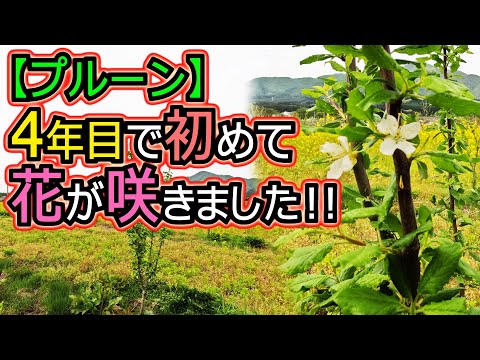 園芸 アジャンプルーン