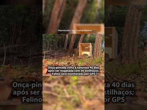 A onça-pintada atingida por estilhaços no Rio Negro voltou à floresta!