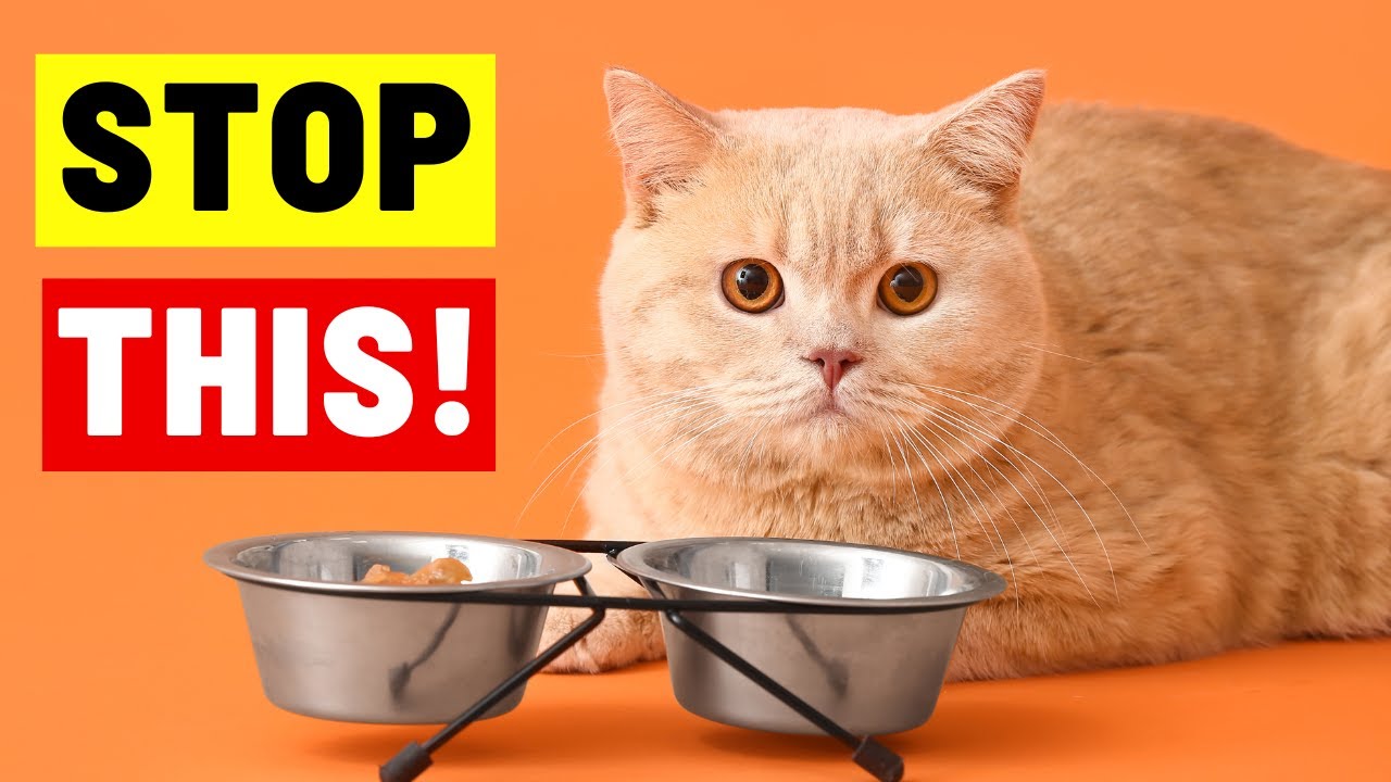 10 Things That Break Your Cat's Heart