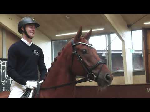 Blue Hors Autumn Auction 2022 - 05 Vagant by Blue Hors Veneziano