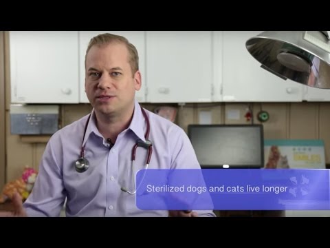 Vet Advice | Should I Spay or Neuter My Dog or Cat?