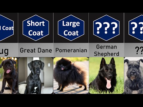 Most Popular Black Dog Breeds