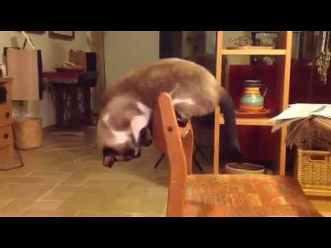Cat attacks own tail
