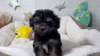ハーフ犬の動画01