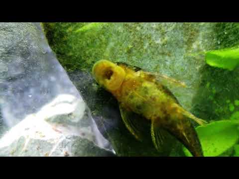How Well Do Plecos Clean Your Aquarium? What Are The Pros vs. Cons? Aka Bristle Nose Ancistrus.