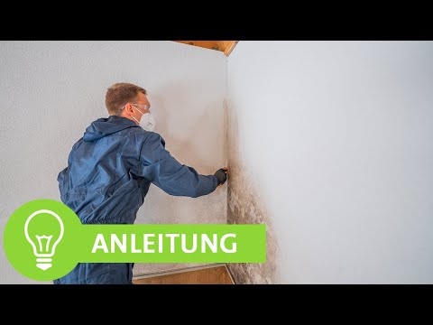 Schimmel an der Wand - Schimmel entfernen und vorbeugen
