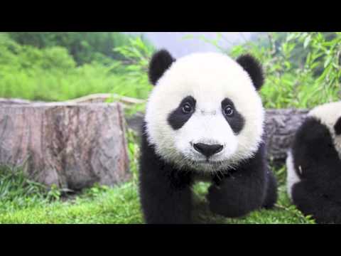 Jules & Moss - Panda High (Original Mix)