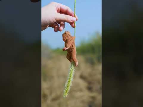 #kid #baby #shortsfeed #viralvideo #funny #funnyvideo #cgi #digital #babylove By: 1134374891 Douyin.