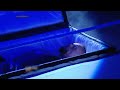 Undertaker Entry Status Wwe Wwelive Under Taker