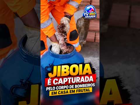 JIBOIA É ENCONTRADA EM CASA E MOBILIZA BOMBEIROS EM FRUTAL