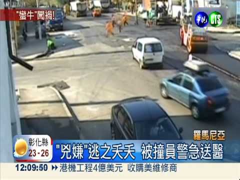 公牛暴衝大街狂奔 猛撞交警胸口