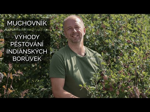 Muchovník - výhody pěstování indiánských borůvek