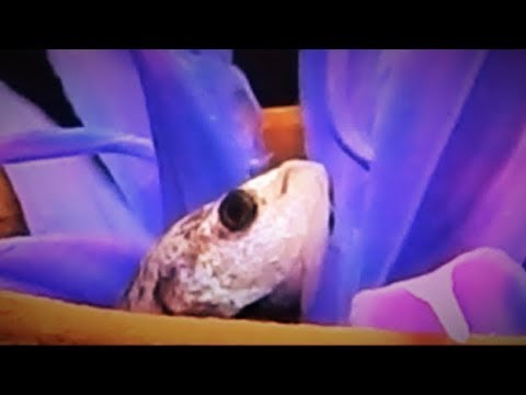 Funny Fish Video - The Betta & his hide-out