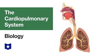 The Cardiopulmonary System | Biology The Cardiopulmonary System | Biology