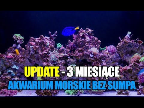 (50) Glossy Reef 200 - 3 miesiące pyknęło - Akwarium morskie bez sumpa - Reef aquarium