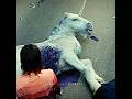 They Killed A Unicorn Death Of A Unicorn Movie Edit Wednesday Shorts Deathofaunicorn