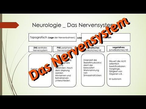 Heilpraktiker Psychotherapie _ Das Nervensystem