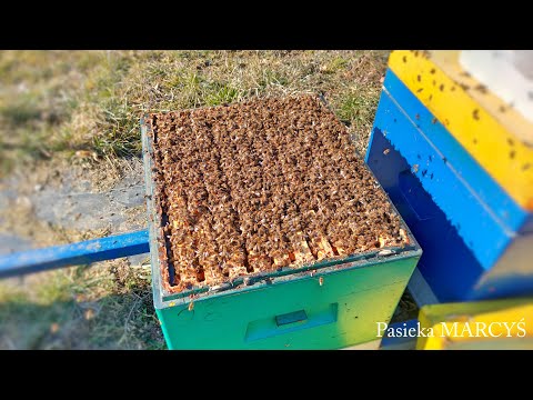 Rodziny zaczynają się rozkręcać.