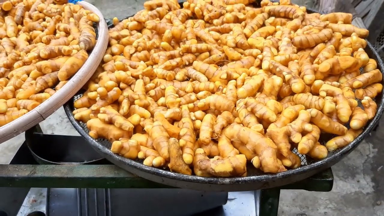 Açafrão-da-terra.  da colheita ao processamento.  #ALIMENTOSQUECURAM #PLANTASMEDICINAIS.   É SAÚDE.