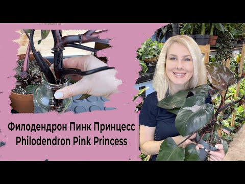 , title : 'Филодендрон Пинк Принцесс Philodendron Pink Princess'