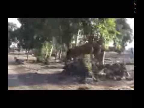 جولة في سريتي الهندسة وال م د بعد السيطرة عليها من قبل كتيبة شهداء عدوان ضمن معركة الفتح المبين