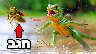 החיה הזו אוכלת בצורה הכי מיוחדת בעולם, ואני הולך להאכיל אותה