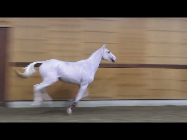 gaits