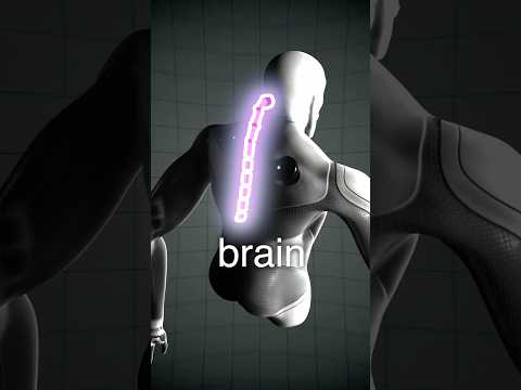 What Is the Spine for in Shmackle?