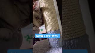 #猫#ねこ #cat