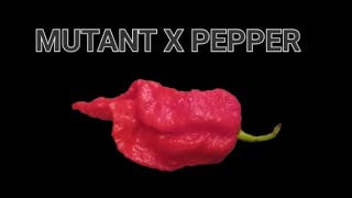 World's Hottest Pepper Hotter Than Pepper X  ?Mutant X Chile Review