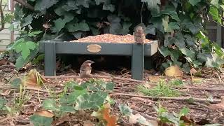Relaxing Nature Cam #18: Backyard Critter Feeder, Backyard Bird Feeder