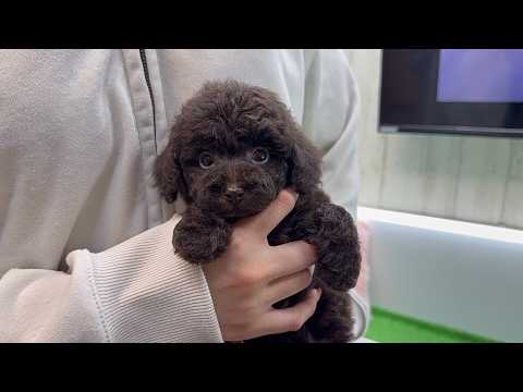 YouTube動画のサムネイル