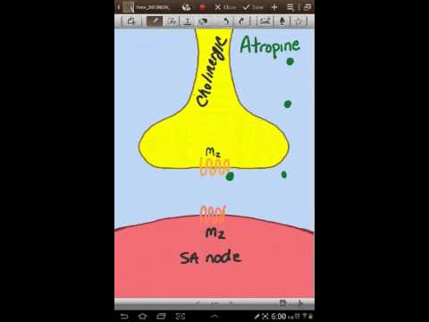 How can low dose atropine decrease heart rate?
