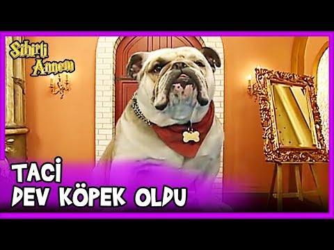 Dudu, Taci'yi Büyük Köpek Yaptı - Sihirli Annem 15. Bölüm