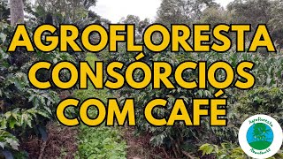 Agroforestry Coffee - Agroforestry with Coffee - Consortiums in Agroforestry with Coffee