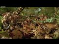 Life Of Insects Attenborough Life In The Undergrowth BBC