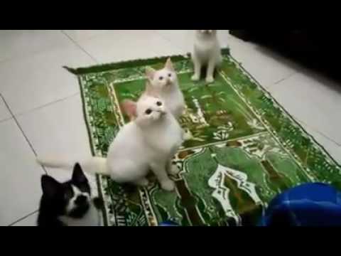 Subhan allah see cats.....