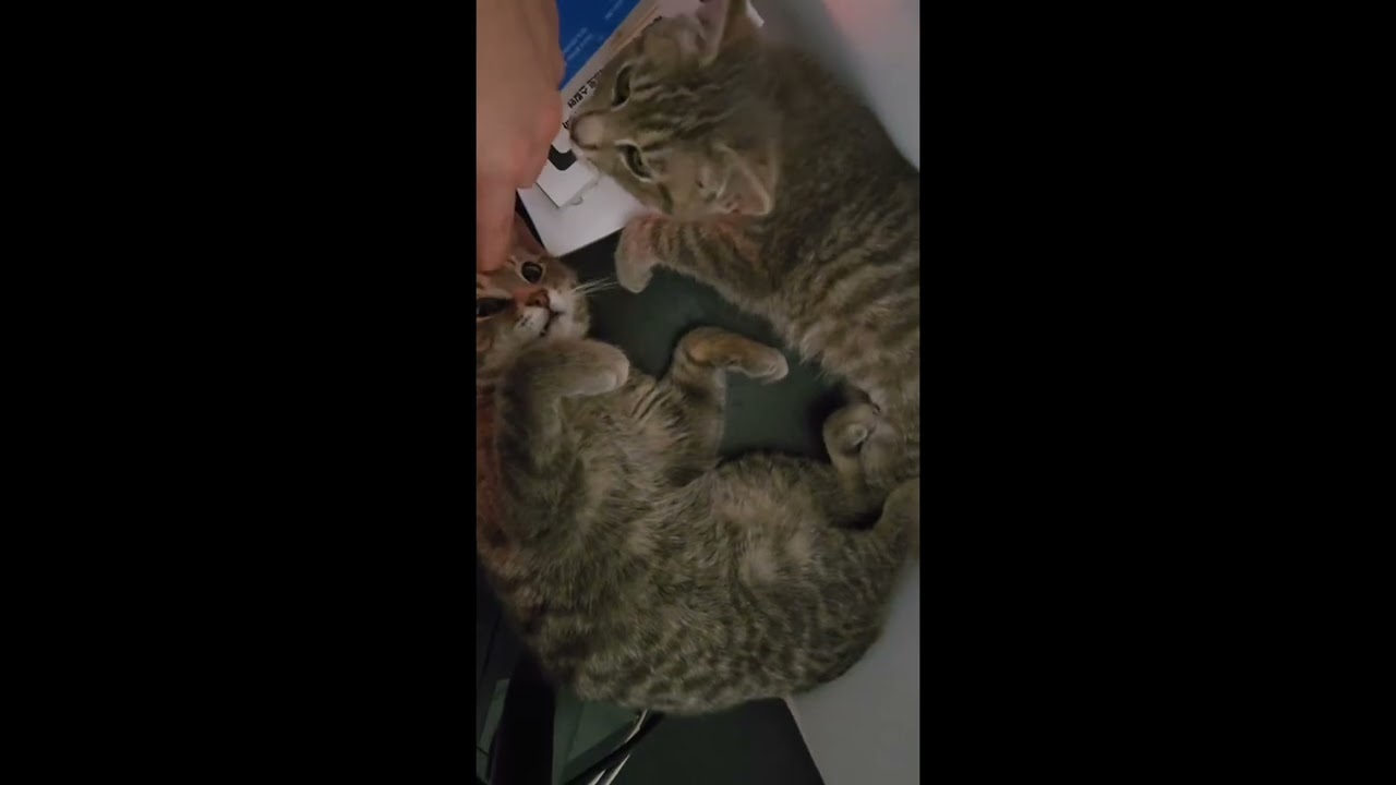 Enlarge Milton (bonded with Mila), an adopted mixed breed in Toronto, ON video 6/6